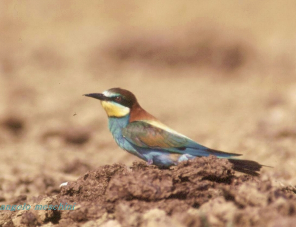 Gruccioni - Merops apiaster